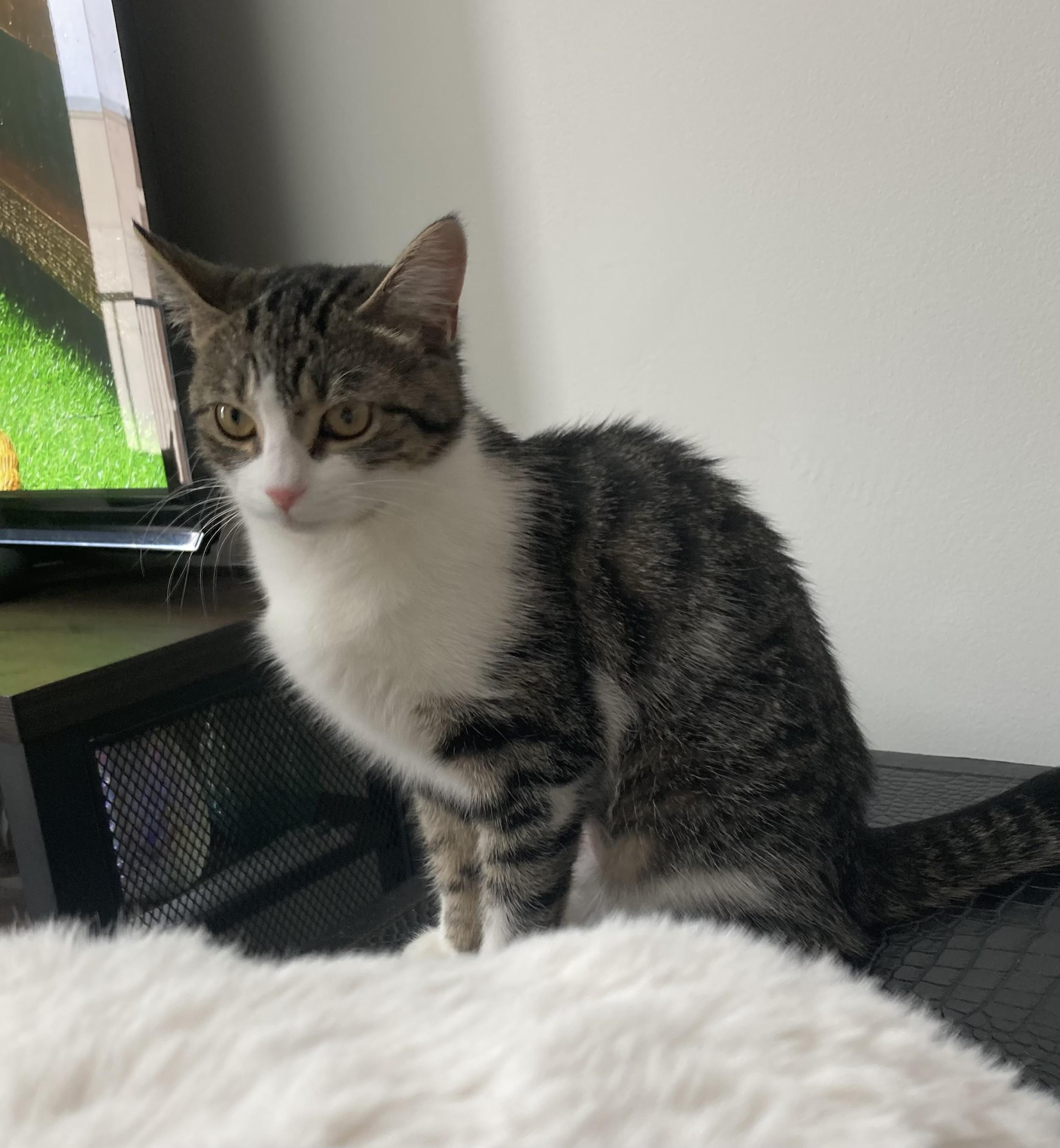 Enlarge Iris, a ADOPTABLE Domestic Short Hair in Terrebonne, QC image 3/5