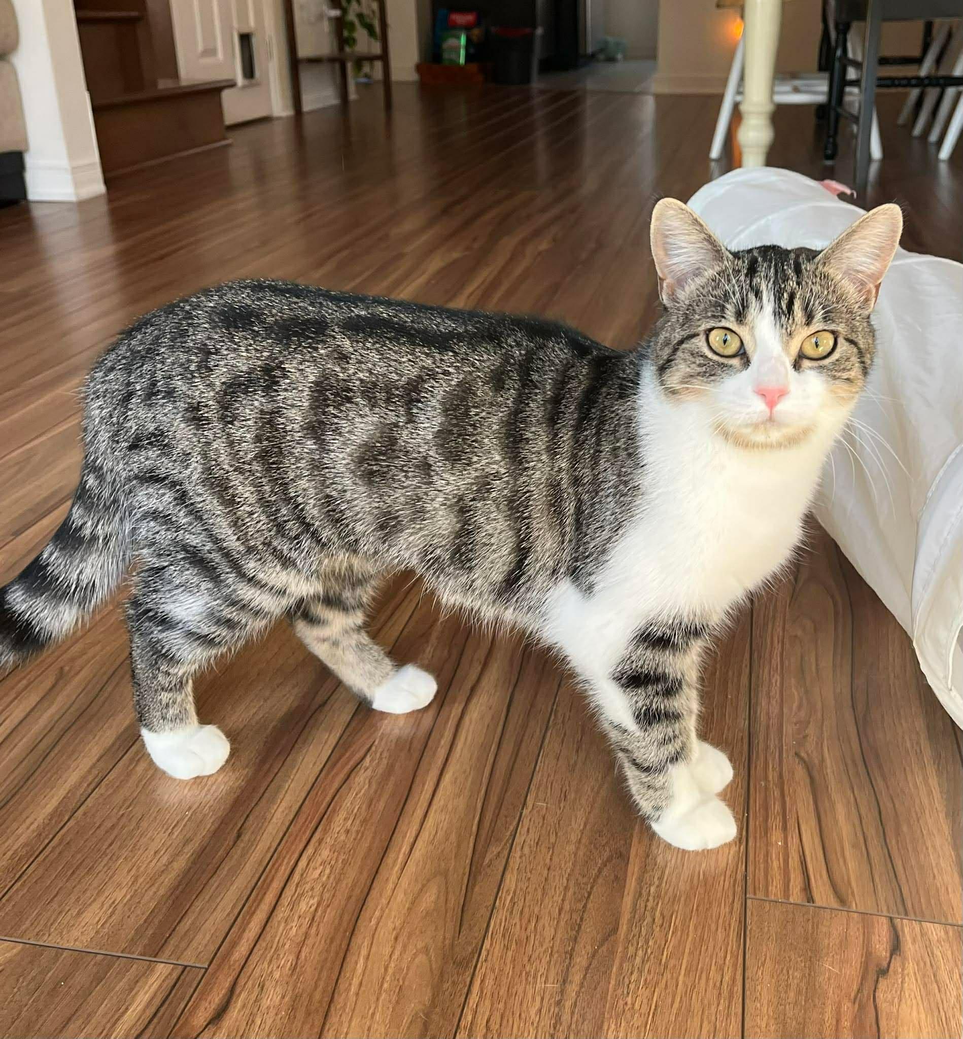 Iris, ADOPTABLE, Young Female Domestic Short Hair.