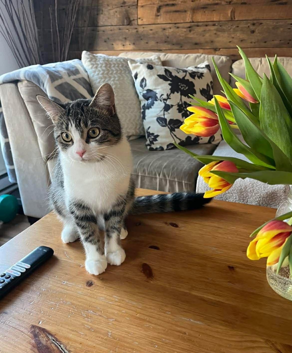 Enlarge Iris, a ADOPTABLE Domestic Short Hair in Terrebonne, QC image 5/6