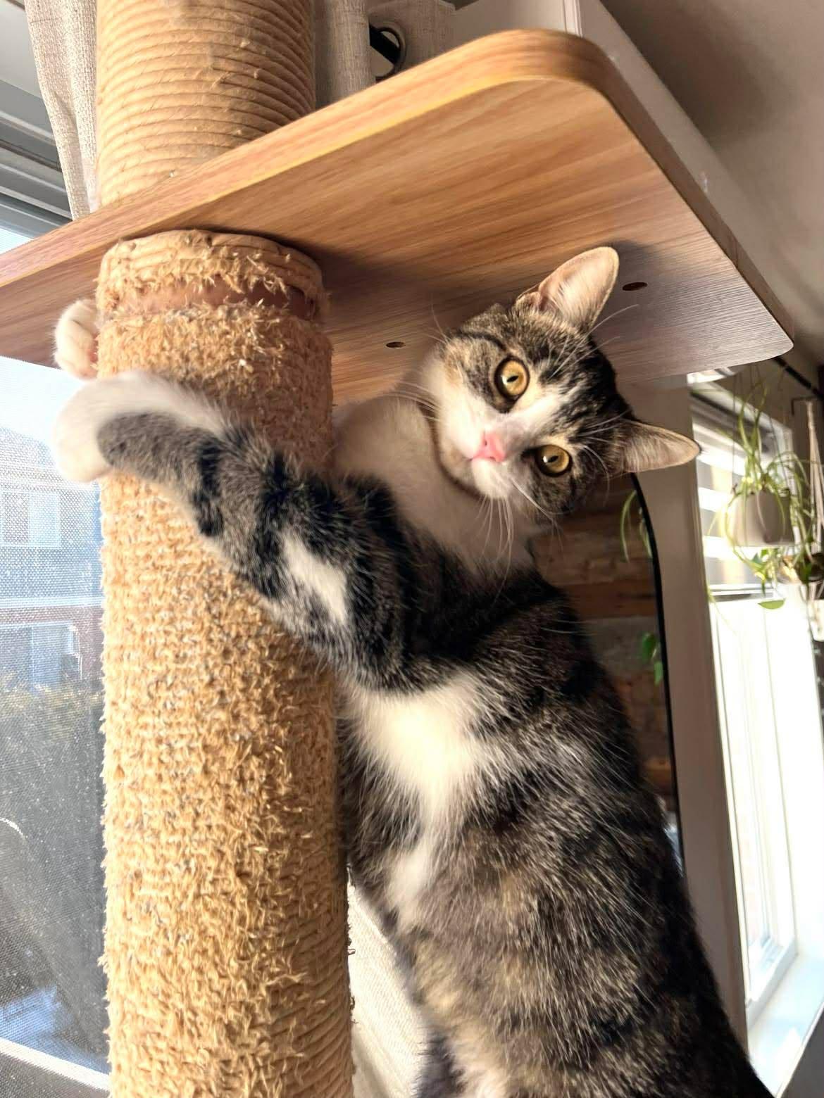 Enlarge Iris, a ADOPTABLE Domestic Short Hair in Terrebonne, QC image 6/6