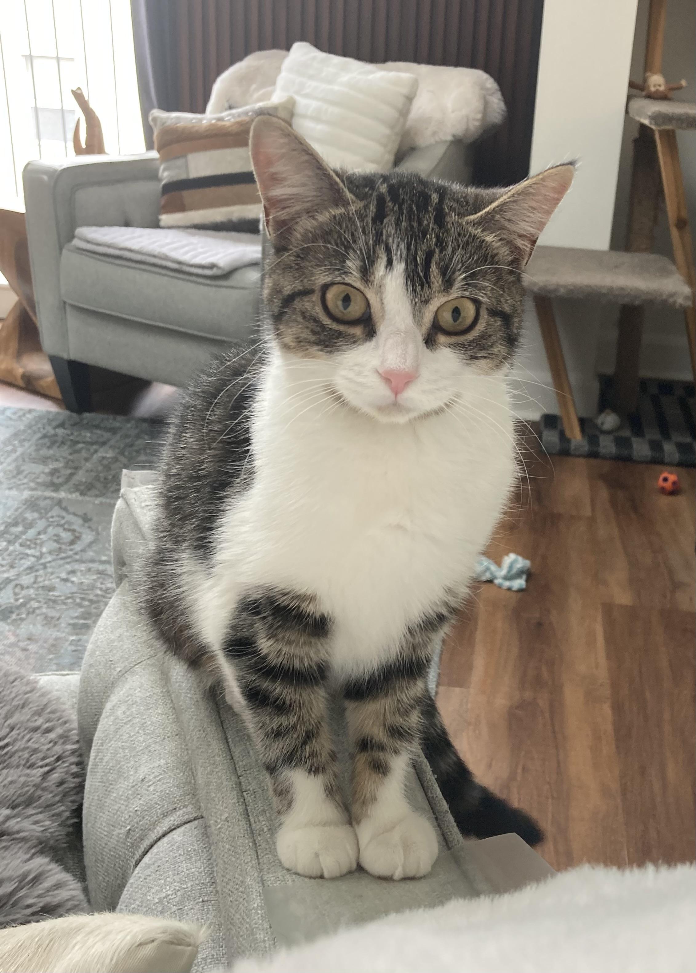 Iris, ADOPTABLE, Young Female Domestic Short Hair.