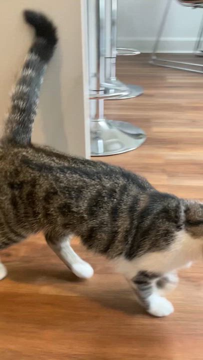 Enlarge Iris, a ADOPTABLE Domestic Short Hair in Terrebonne, QC video 5/5