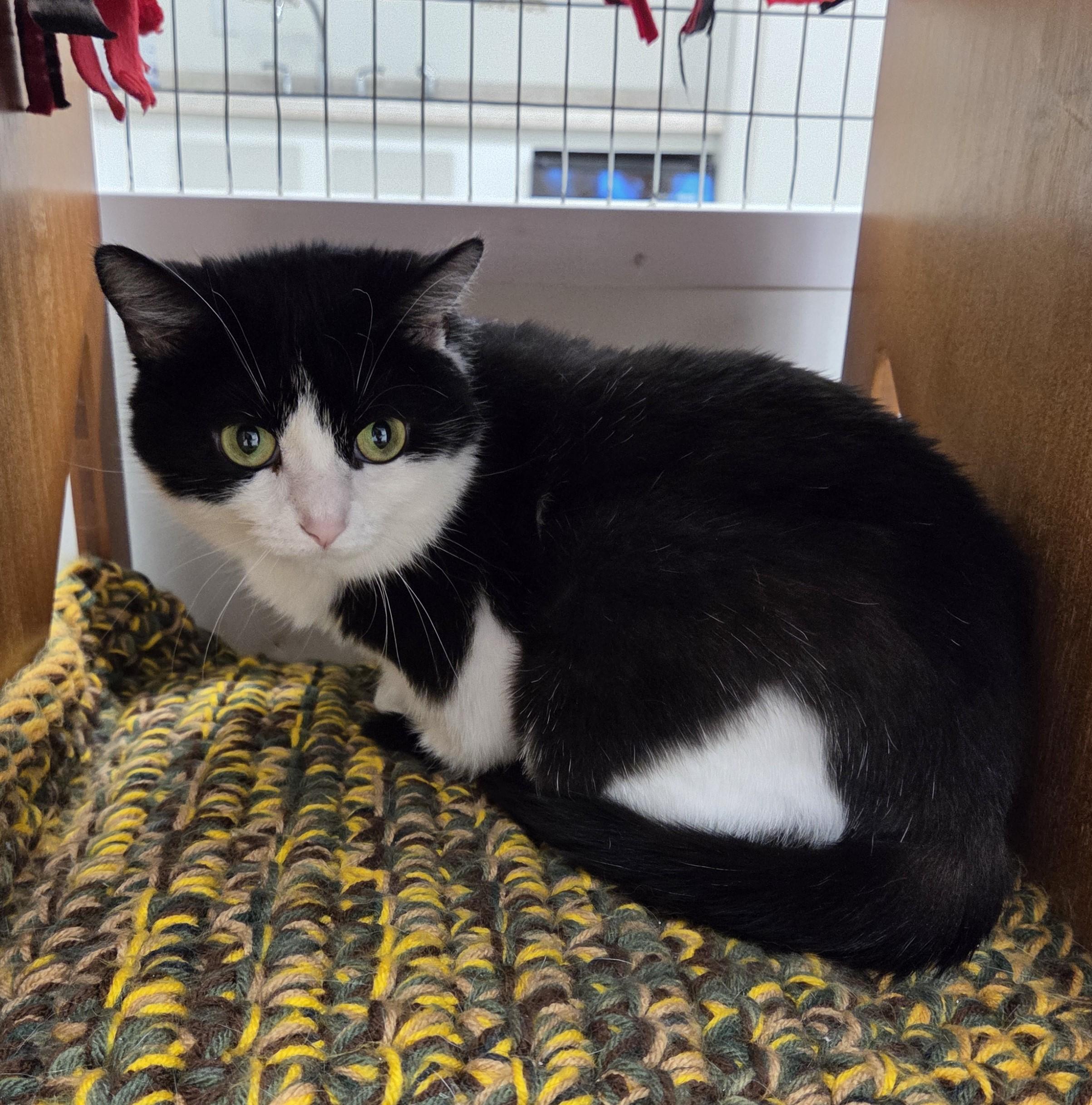 Enlarge Phyllis, a ADOPTABLE mixed breed in Carsonville, MI image 3/3