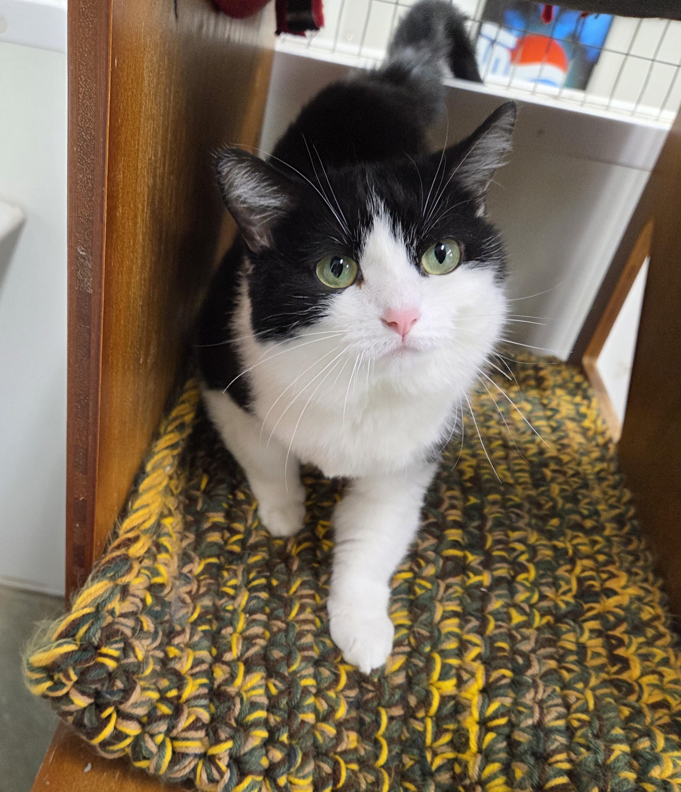 Phyllis, ADOPTABLE, Adult Female Domestic Short Hair.