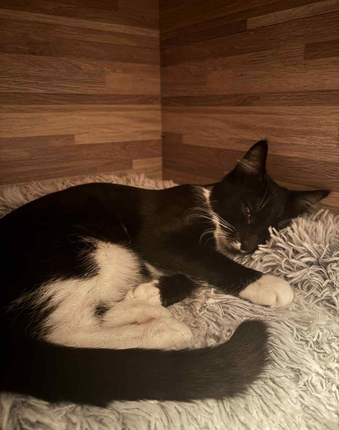 Taco, Adoptable, Young Female Domestic Short Hair.