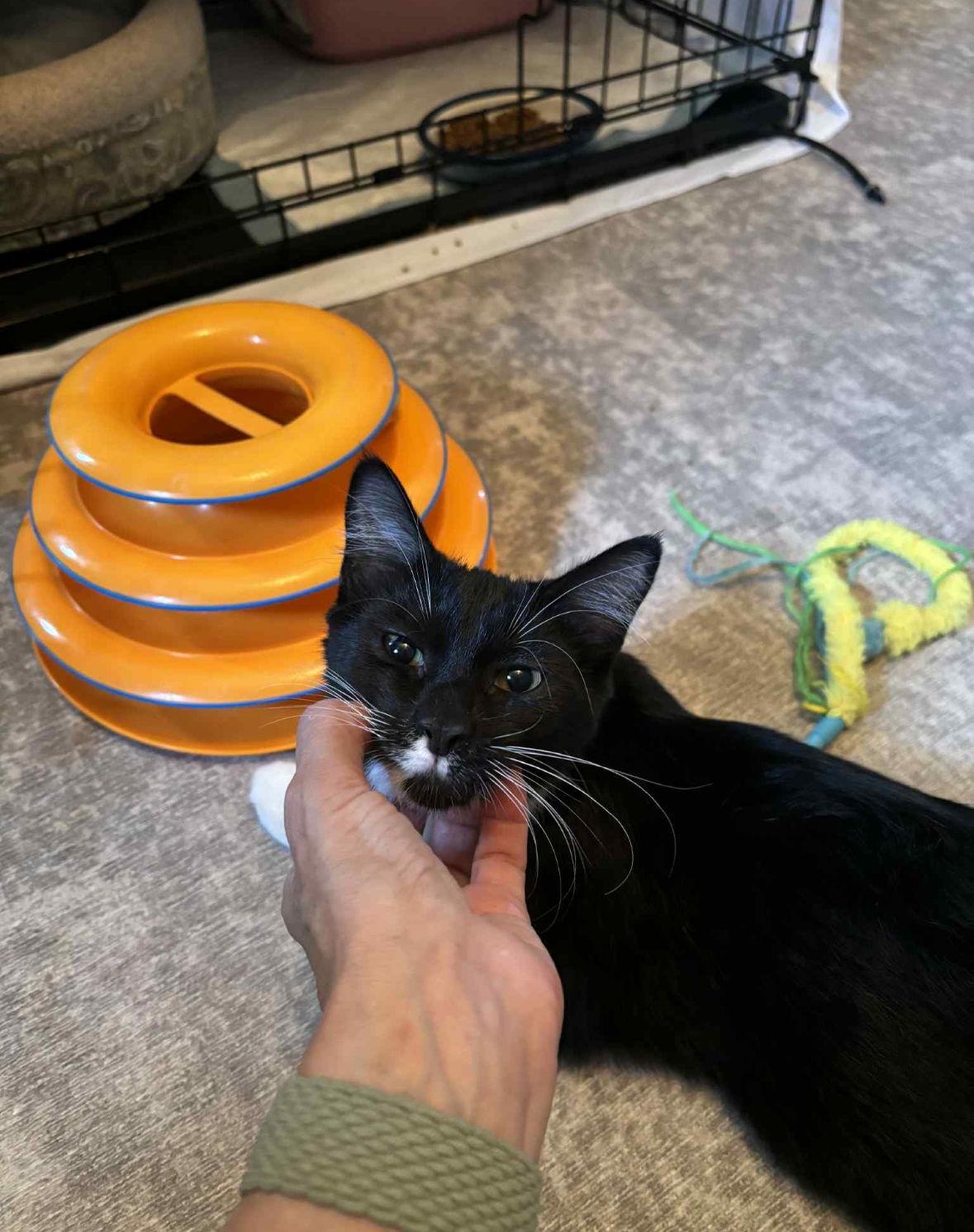 Enlarge Taco, a Adoptable Domestic Short Hair in Spring Lake, NJ image 2/3