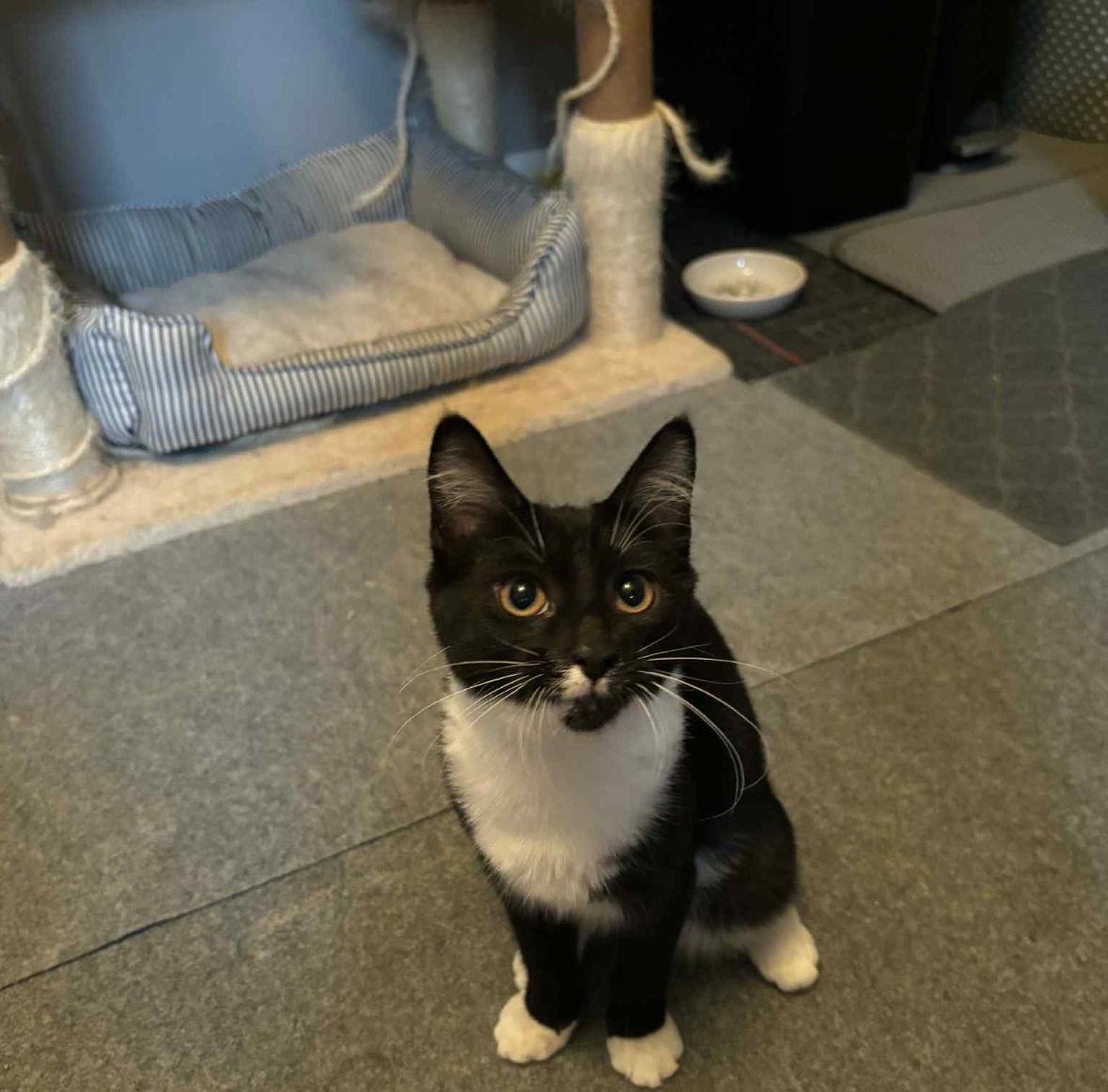 Enlarge Taco, a Adoptable Domestic Short Hair in Spring Lake, NJ image 3/3