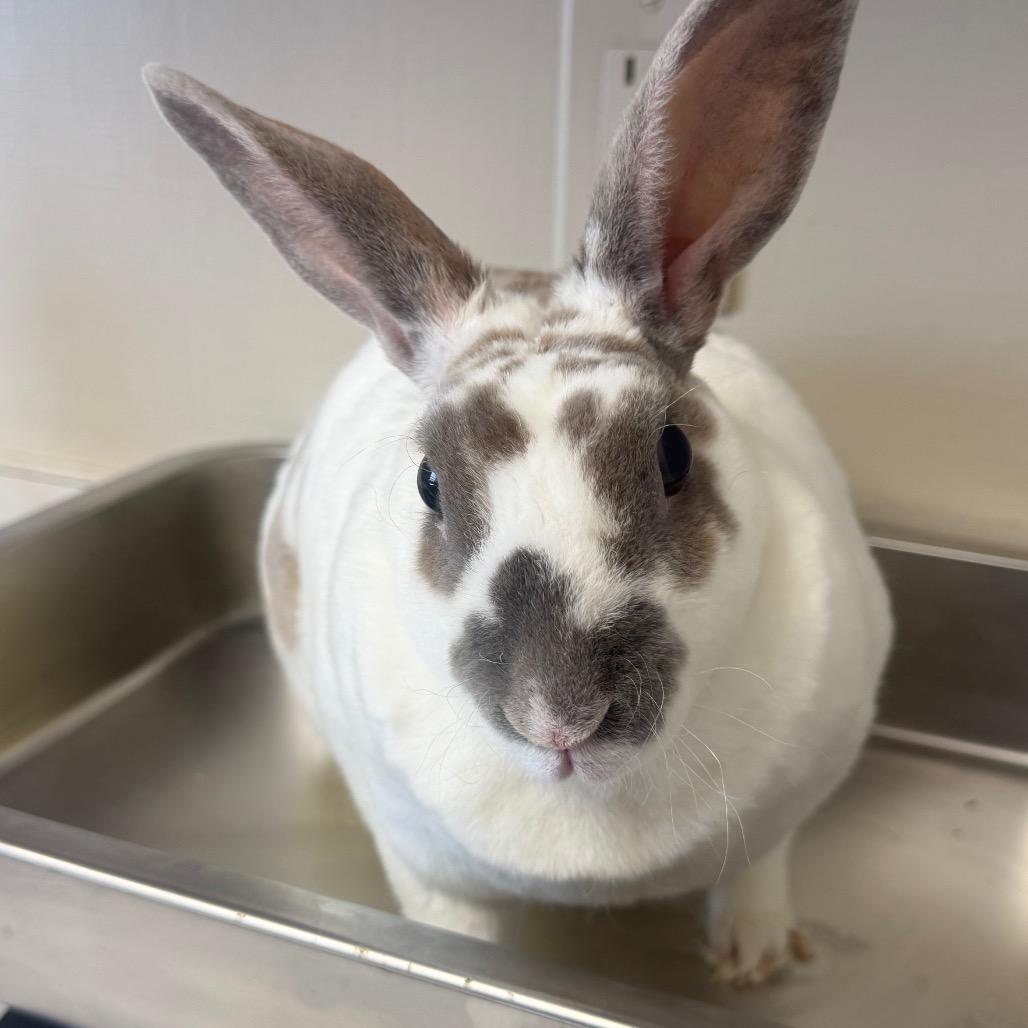 TUSC-Stray-85943 photo