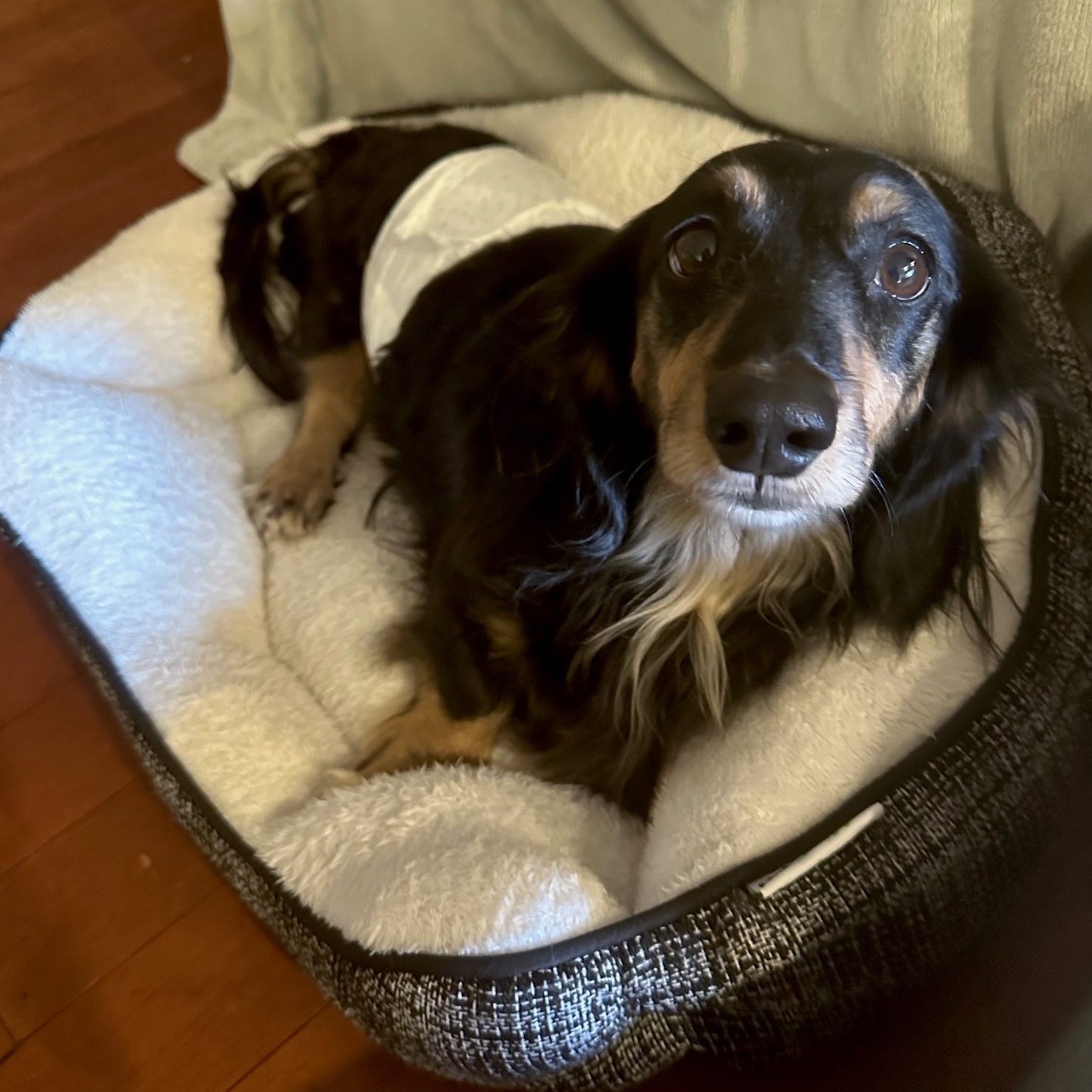 Hank (IVDD), a Adoptable Dachshund in Portland, OR image 4/6