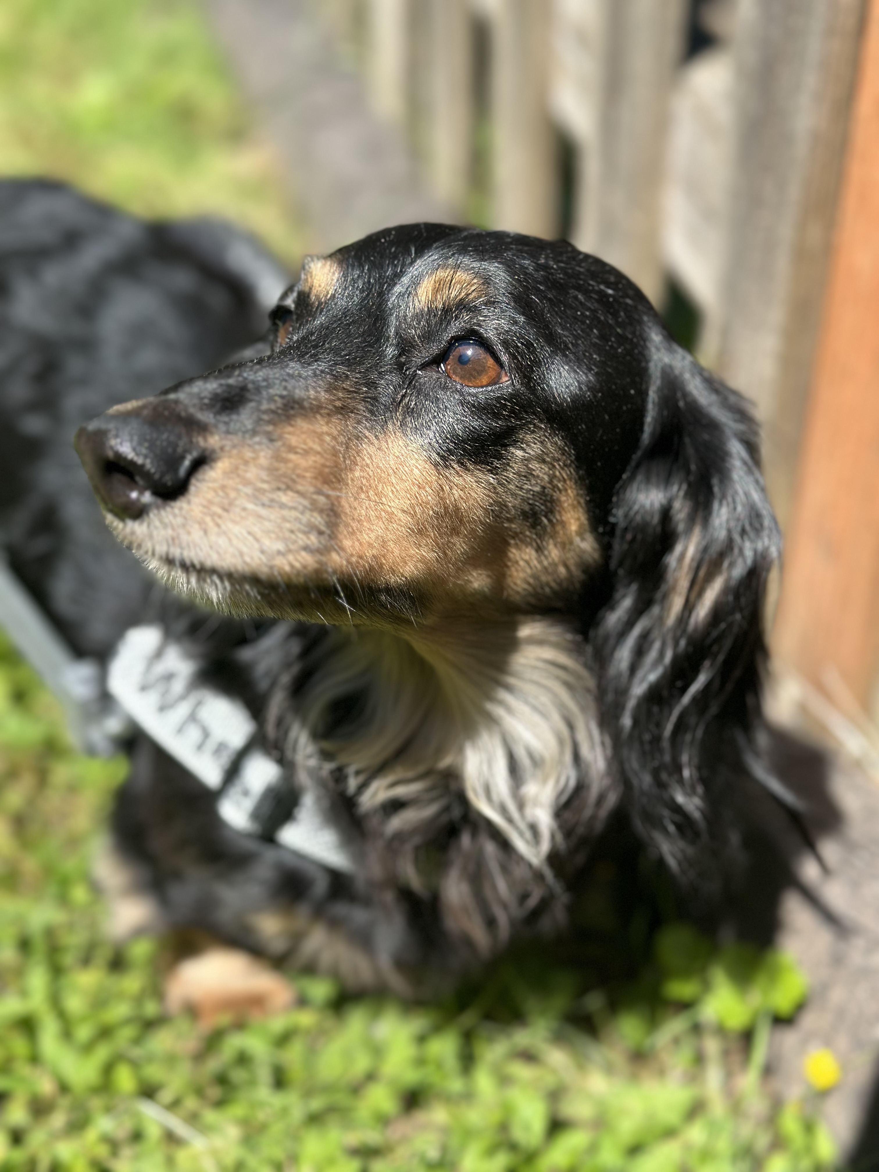 Hank (IVDD), a Adoptable Dachshund in Portland, OR image 6/6