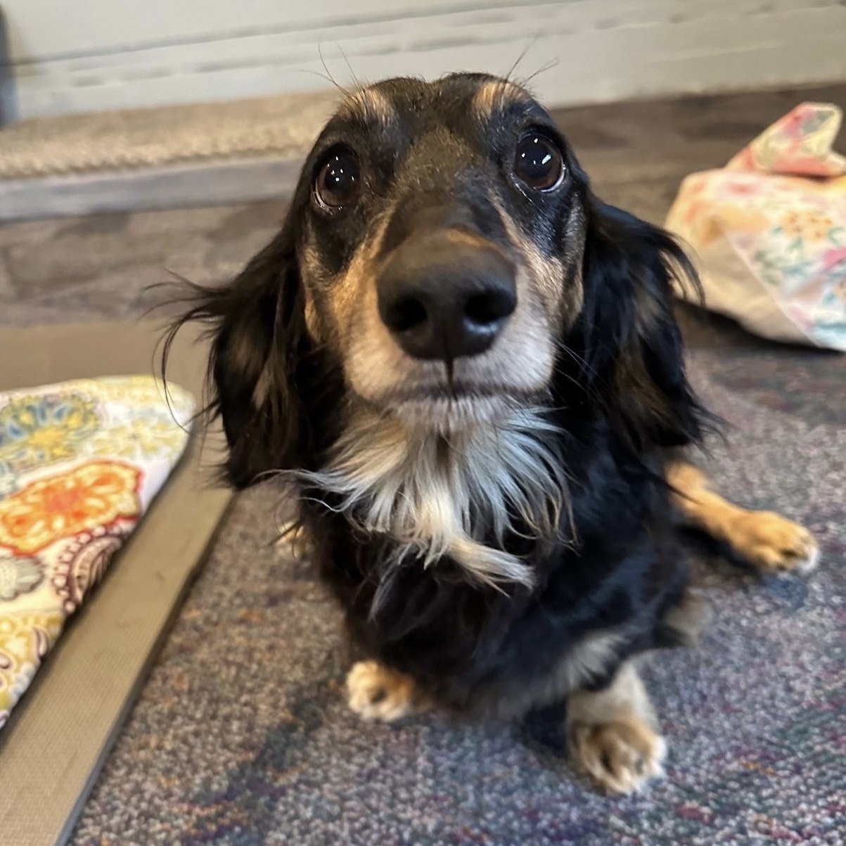 Hank (IVDD), a Adoptable Dachshund in Portland, OR image 3/6