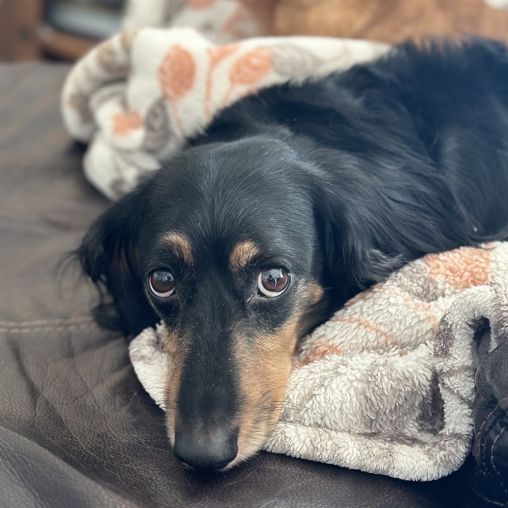 Hank (IVDD), a Adoptable Dachshund in Portland, OR image 1/6