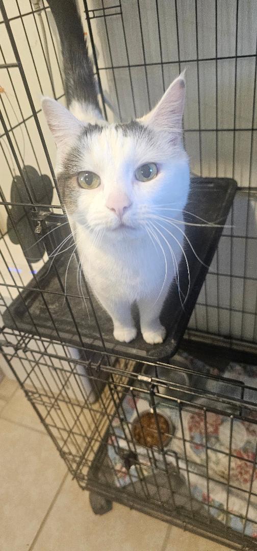 DOJA, Adoptable, Adult Female Domestic Short Hair.