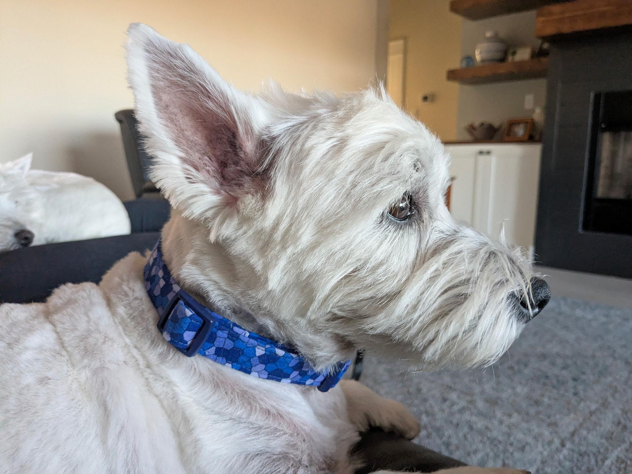 Enlarge Gus, a ADOPTABLE West Highland White Terrier / Westie in Plano, TX image 3/4