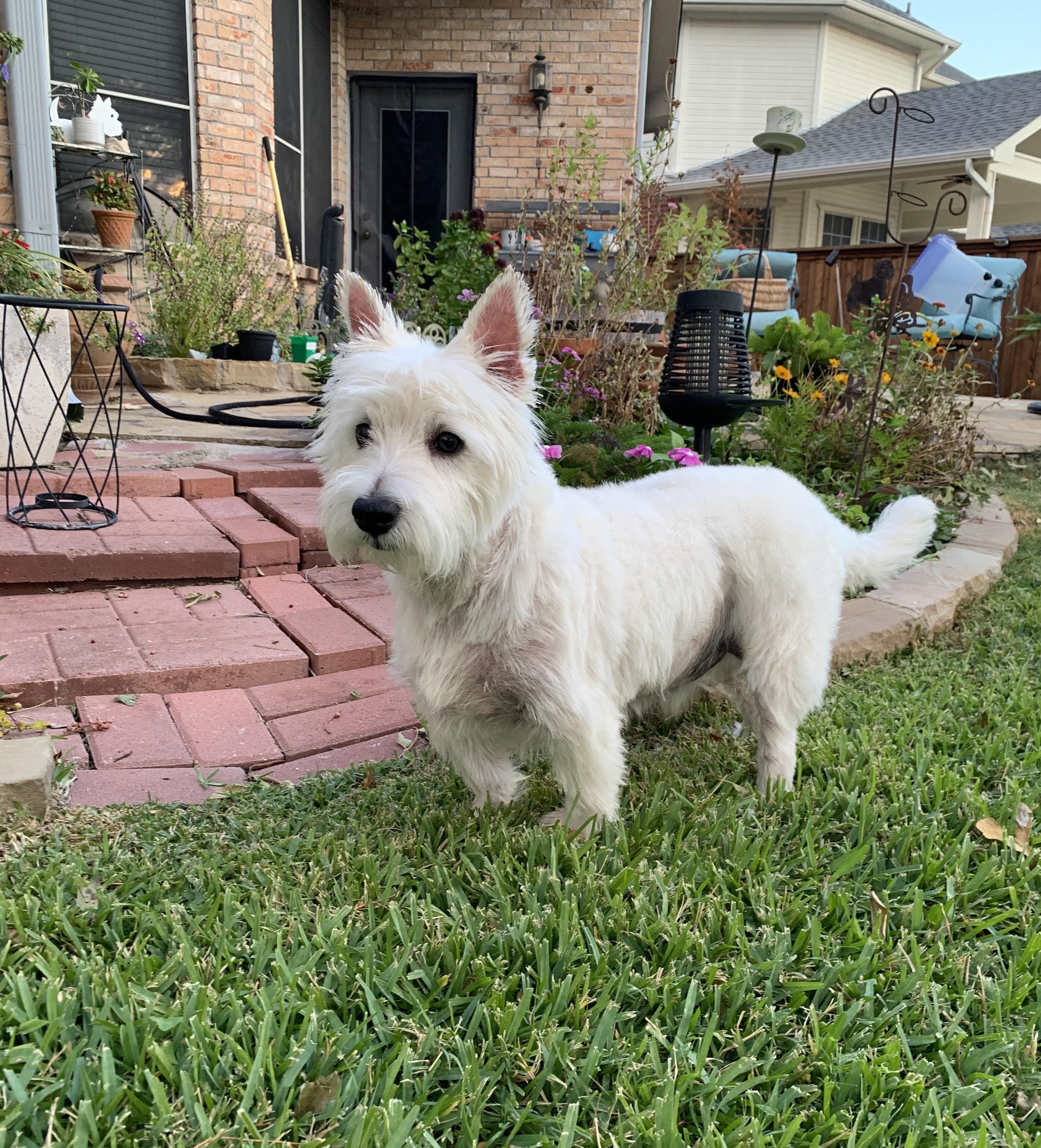 Enlarge Gus, a ADOPTABLE West Highland White Terrier / Westie in Plano, TX image 4/4