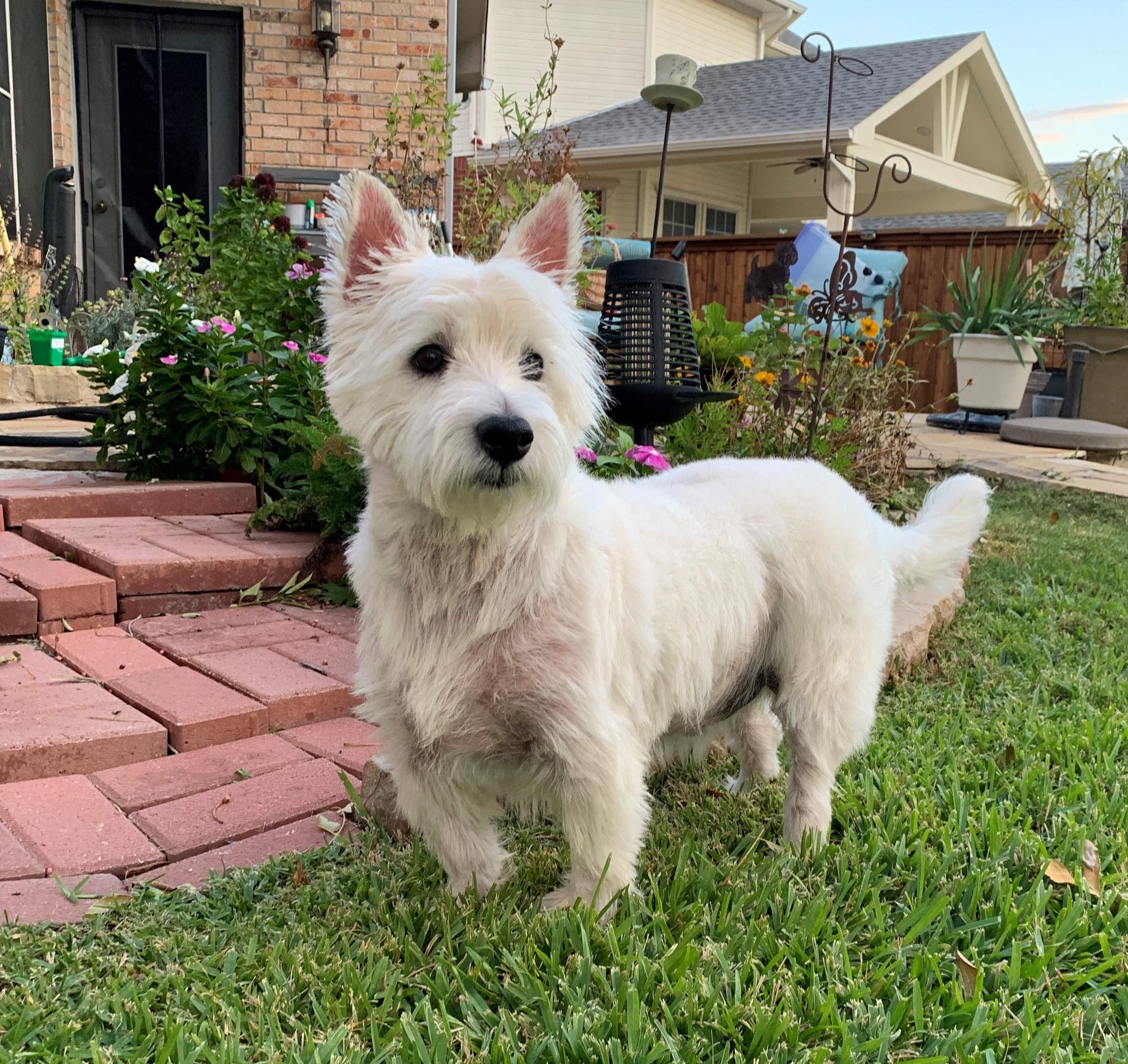 Enlarge Gus, a ADOPTABLE West Highland White Terrier / Westie in Plano, TX image 2/4