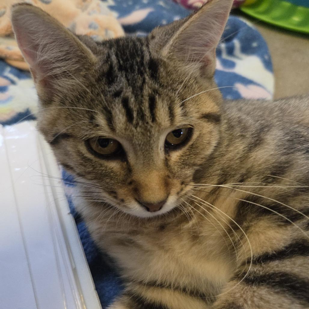 Enlarge Cher, a Adoptable Domestic Short Hair in Rock Falls, IL image 1/1