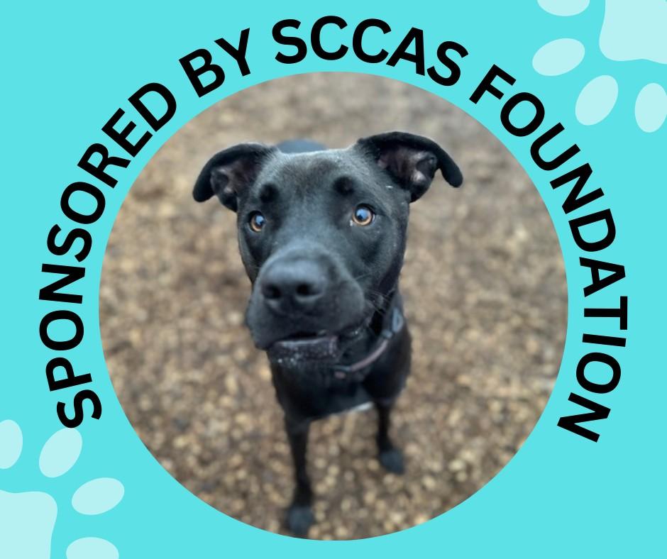 JAX, Adoptable, Young Male Labrador Retriever & Pit Bull Terrier.