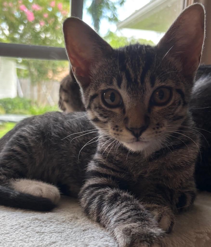 Tiger, Adoptable, Kitten Female Domestic Short Hair.