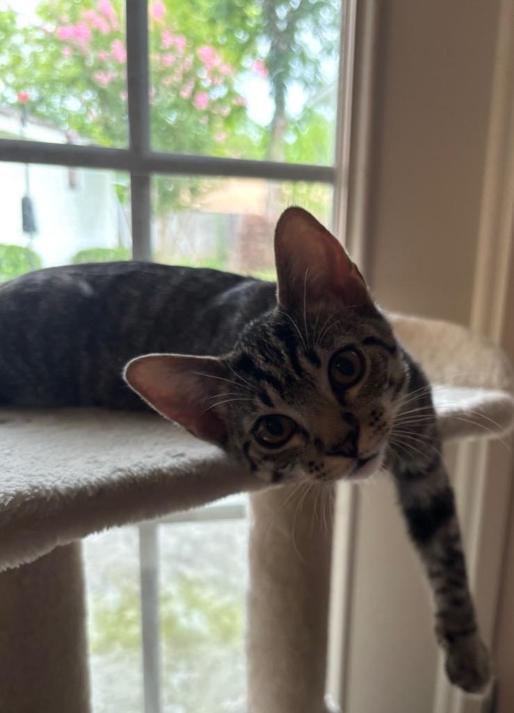 Tiger, a Adoptable mixed breed in Spring, TX image 2/6