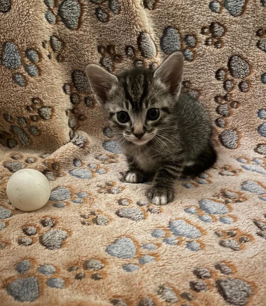 Tiger, Adoptable, Kitten Female Domestic Short Hair.