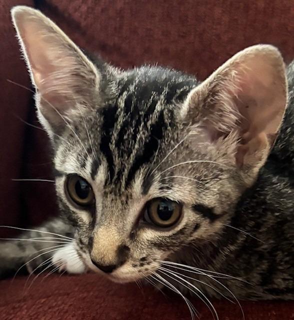Tiger, a Adoptable mixed breed in Spring, TX image 2/3