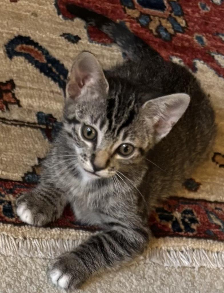 Tiger, a Adoptable mixed breed in Spring, TX image 3/3