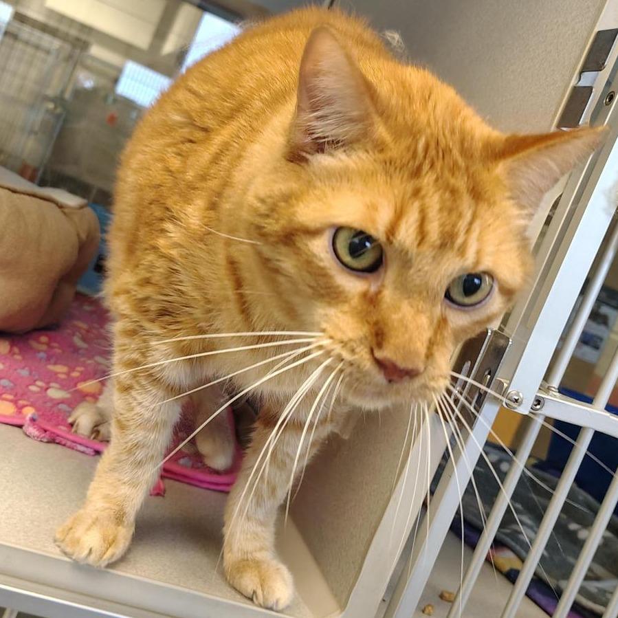 Enlarge Shamus, a Adoptable Domestic Short Hair in Cedar Rapids, IA image 1/2
