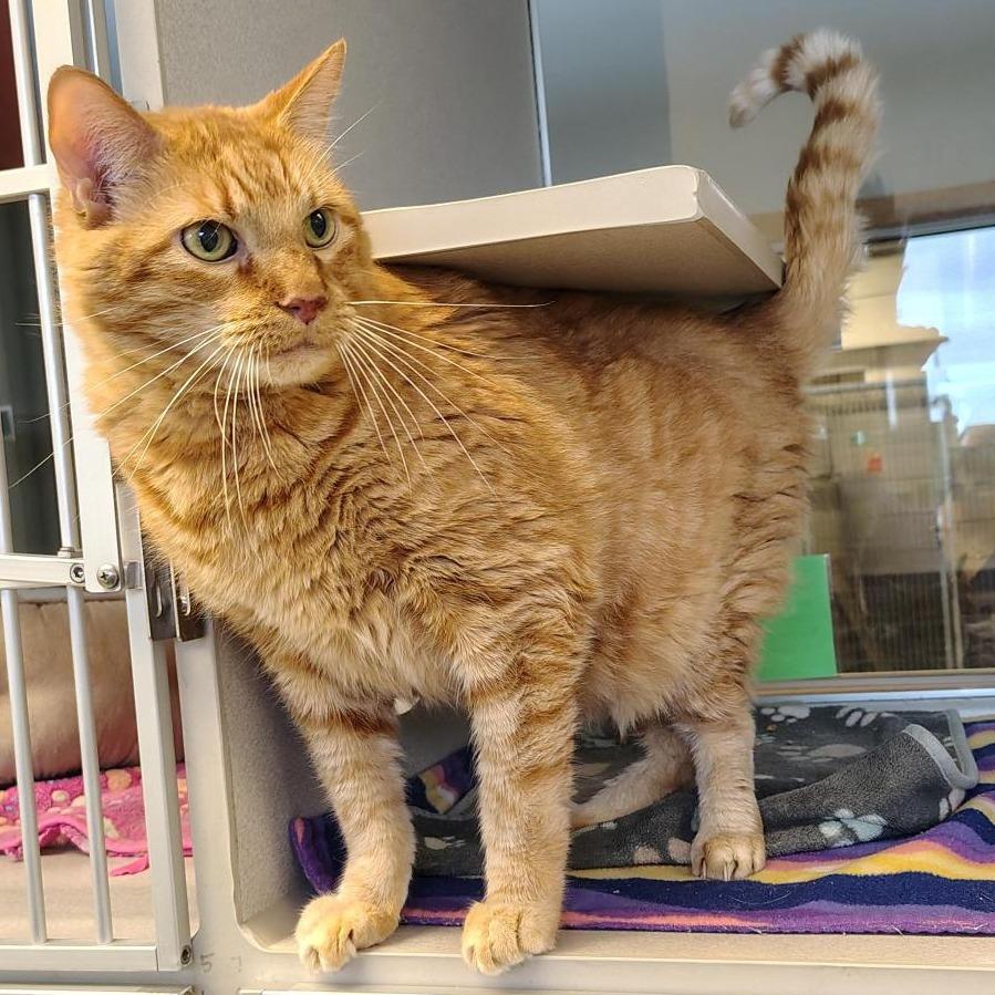 Enlarge Shamus, a Adoptable Domestic Short Hair in Cedar Rapids, IA image 2/2