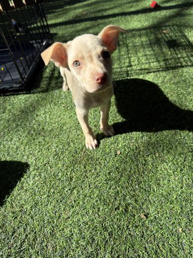 Fusili — thumbnail 2