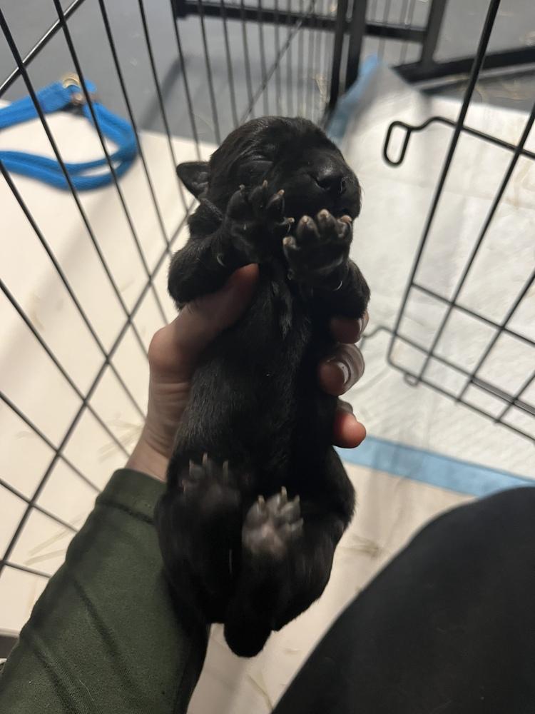 BookTok Fantasy Litter - Bryce - Located in NC