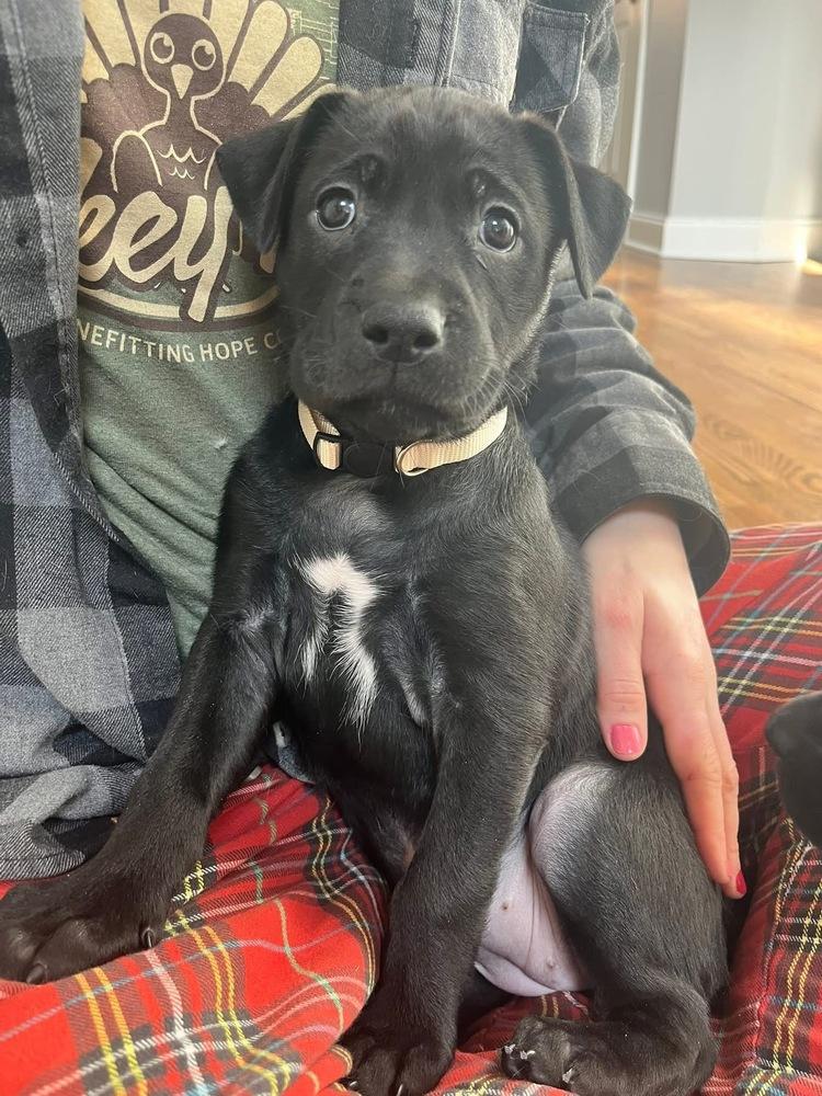 BookTok Fantasy Litter - Bryce - Located in NC — thumbnail 4