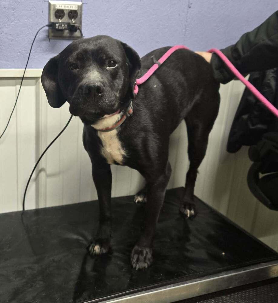 Enlarge Honey Bun, a Adoptable mixed breed in Waverly, OH image 1/1