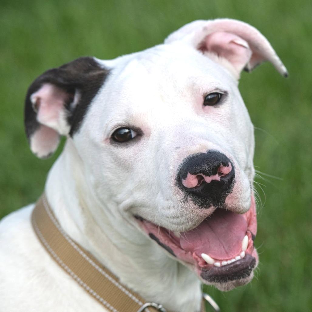 Zak Zak (Foster), Adoptable, Puppy Male Pit Bull Terrier.
