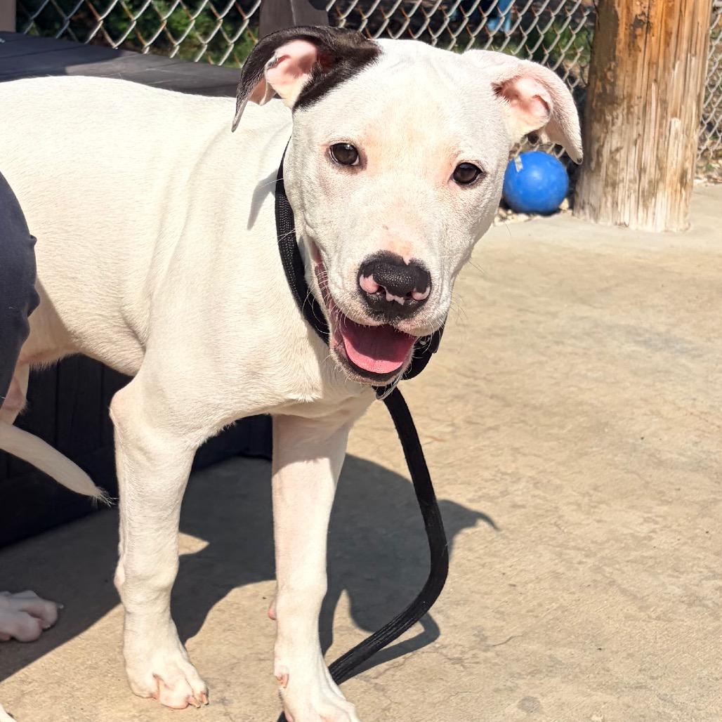 Zak Zak (Foster), a Adoptable Pit Bull Terrier in Belleville, IL image 2/5
