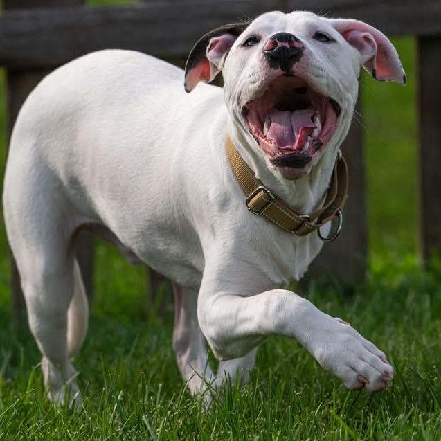 Zak Zak (Foster), a Adoptable Pit Bull Terrier in Belleville, IL image 3/5
