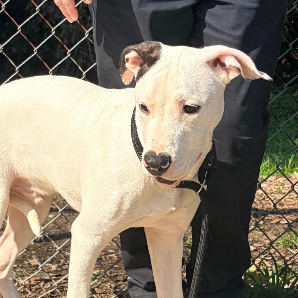 Zak Zak (Foster), a Adoptable Pit Bull Terrier in Belleville, IL image 4/5
