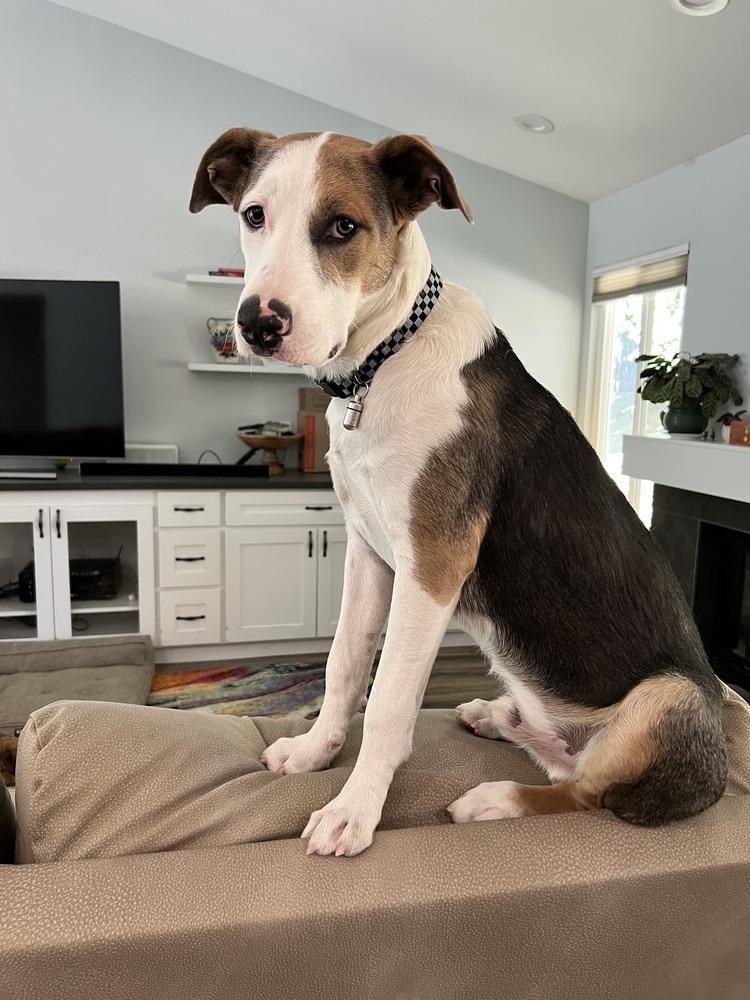 Oliver, Adoptable, Puppy Male Hound.