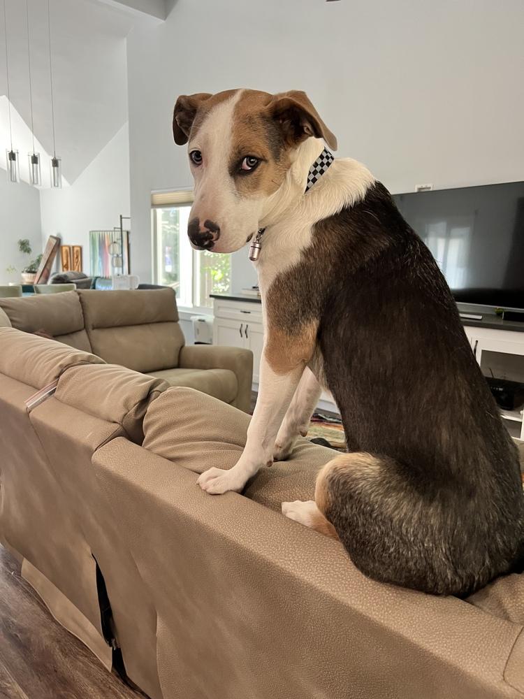 Oliver, a Adoptable mixed breed in Roseville, CA image 2/3