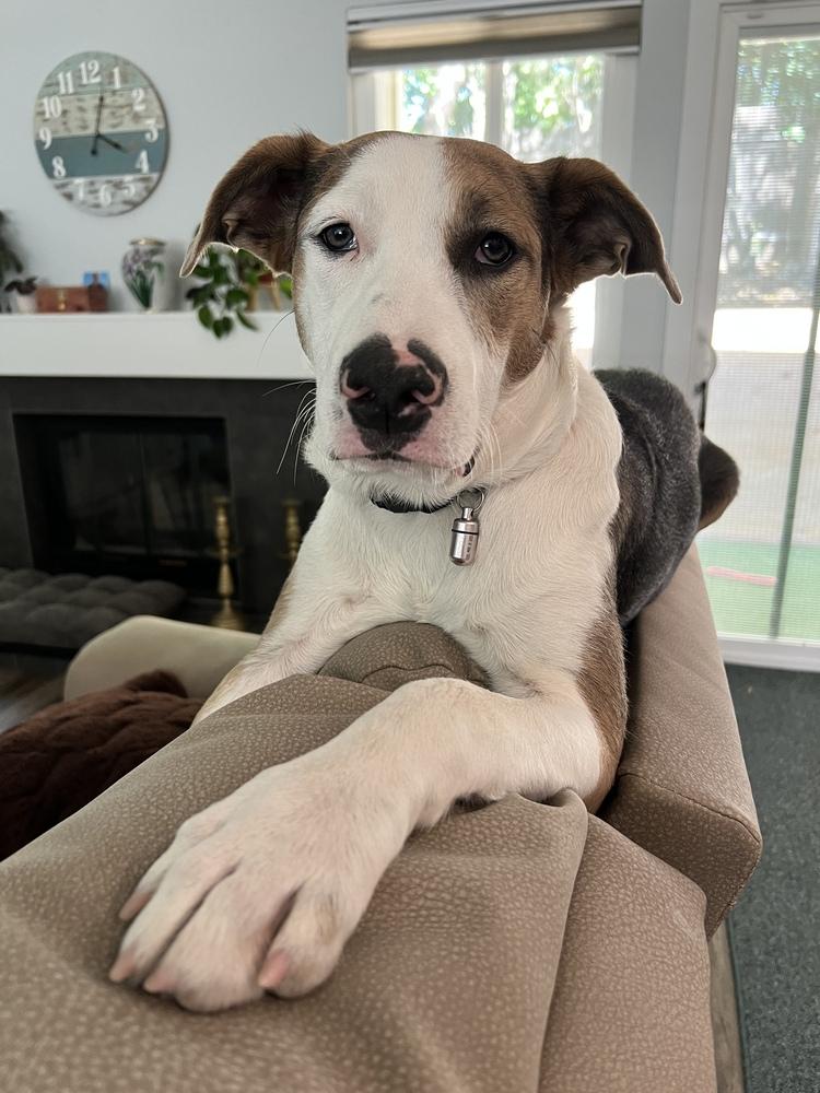 Oliver, a Adoptable mixed breed in Roseville, CA image 3/3