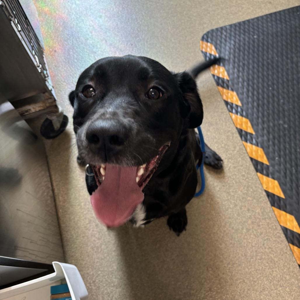Enlarge Loki, a Adoptable mixed breed in Council Bluffs, IA image 1/1