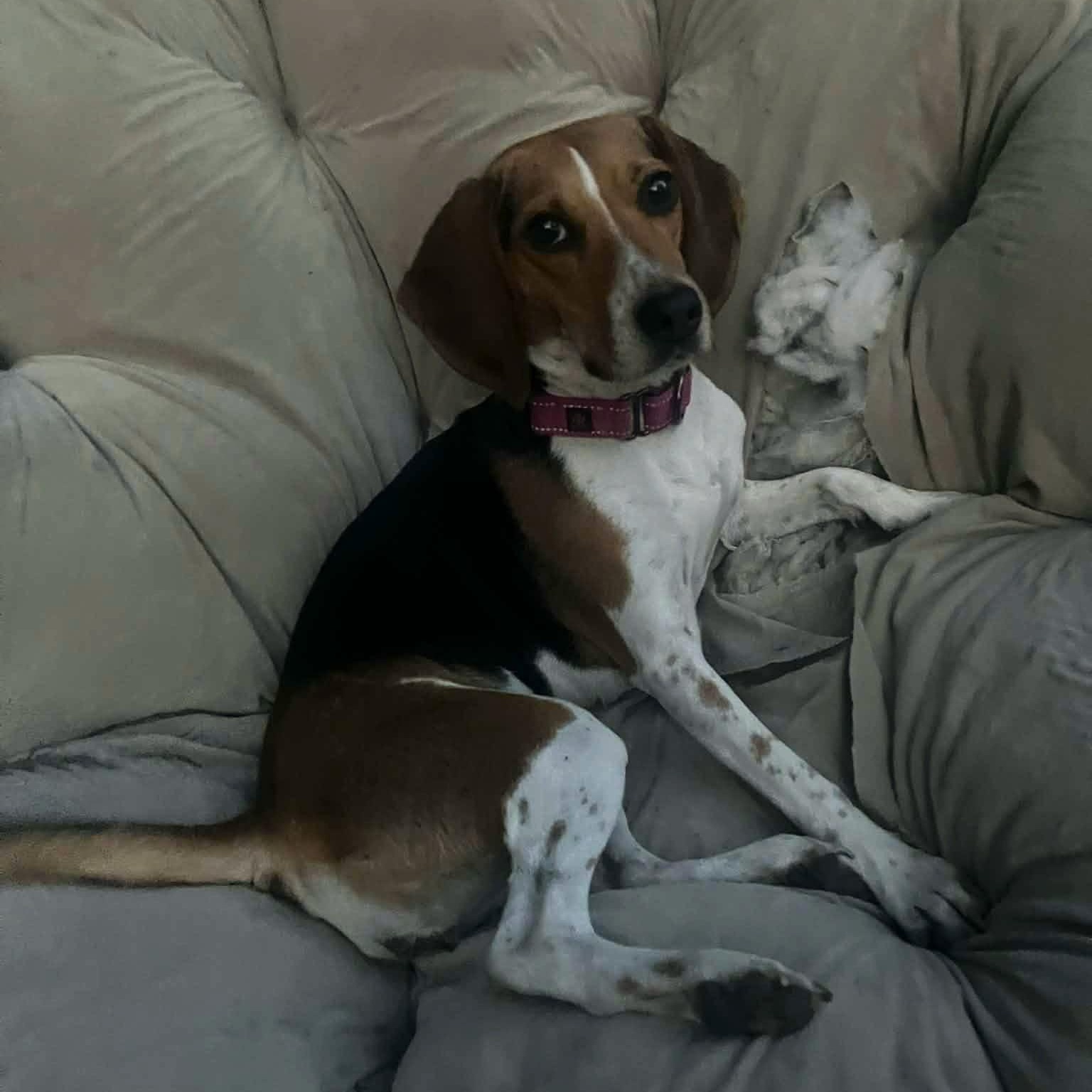 Enlarge Charlie, an adopted Beagle in Stoughton, MA image 4/5