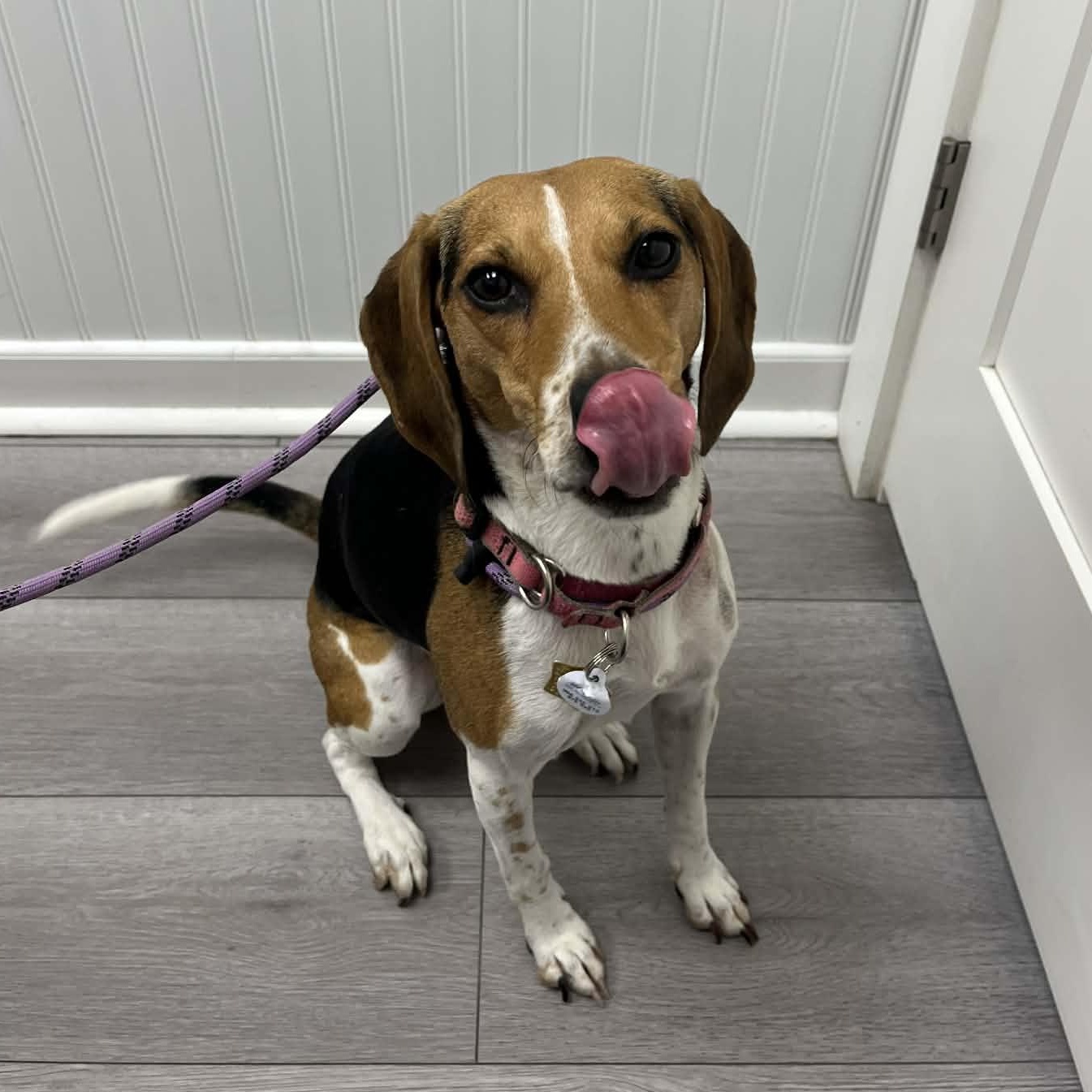 Enlarge Charlie, an adopted Beagle in Stoughton, MA image 3/5