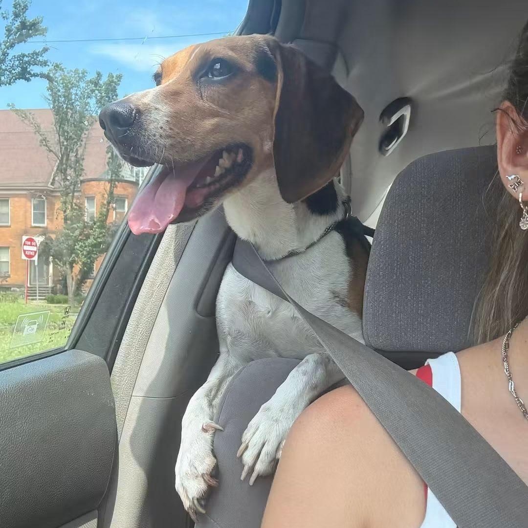 Enlarge Charlie, an adopted Beagle in Stoughton, MA image 5/5