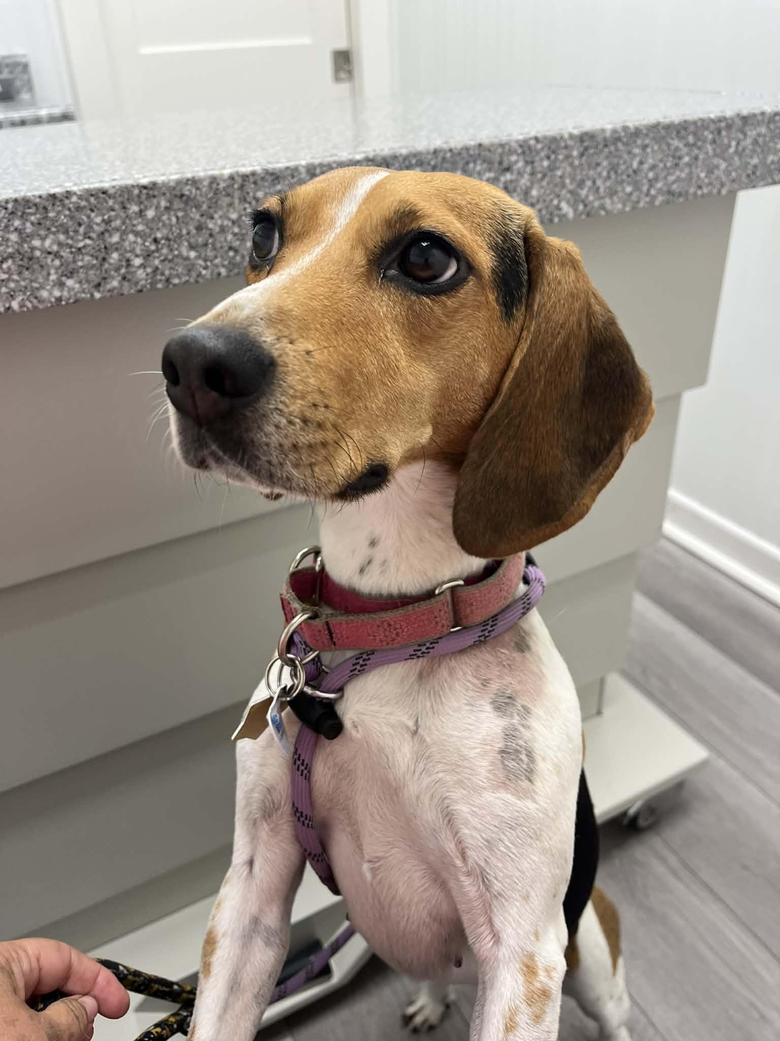 Enlarge Charlie, an adopted Beagle in Stoughton, MA image 2/5