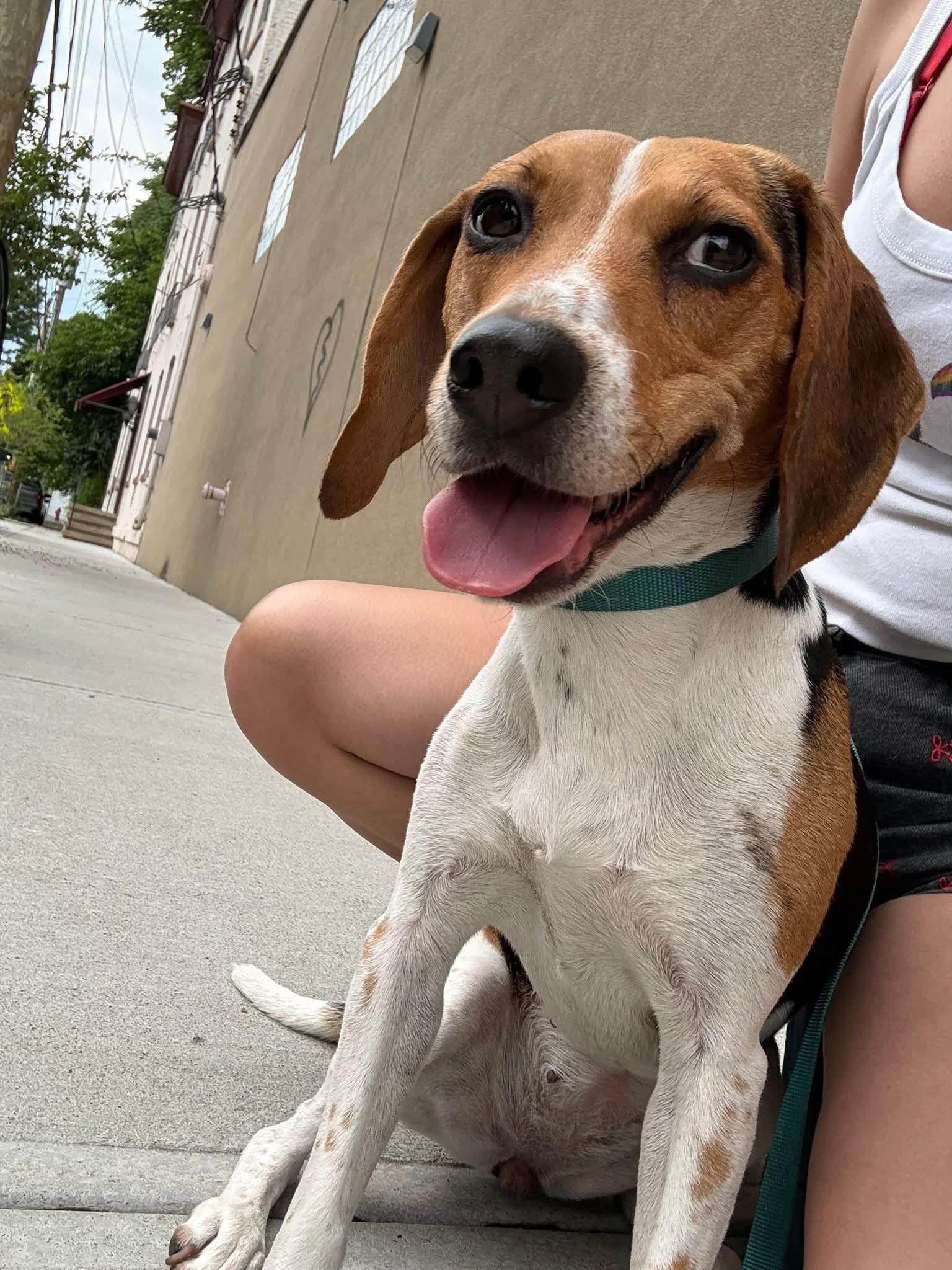 Charlie, adopted, Young Female Beagle.