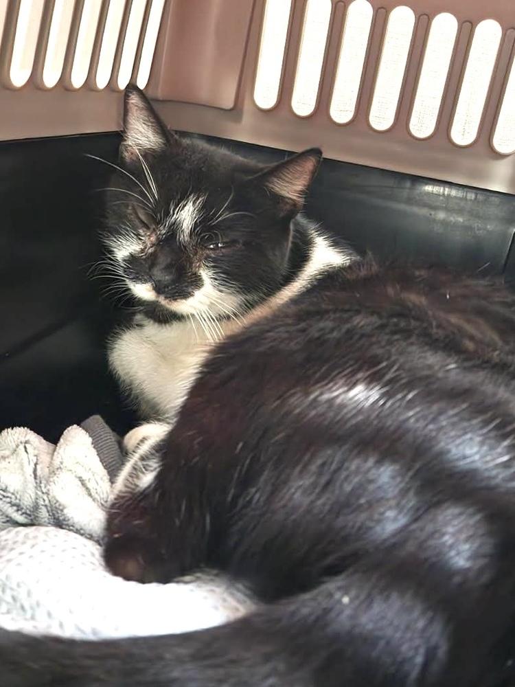 Ruthy, Adoptable, Adult Female Domestic Short Hair.