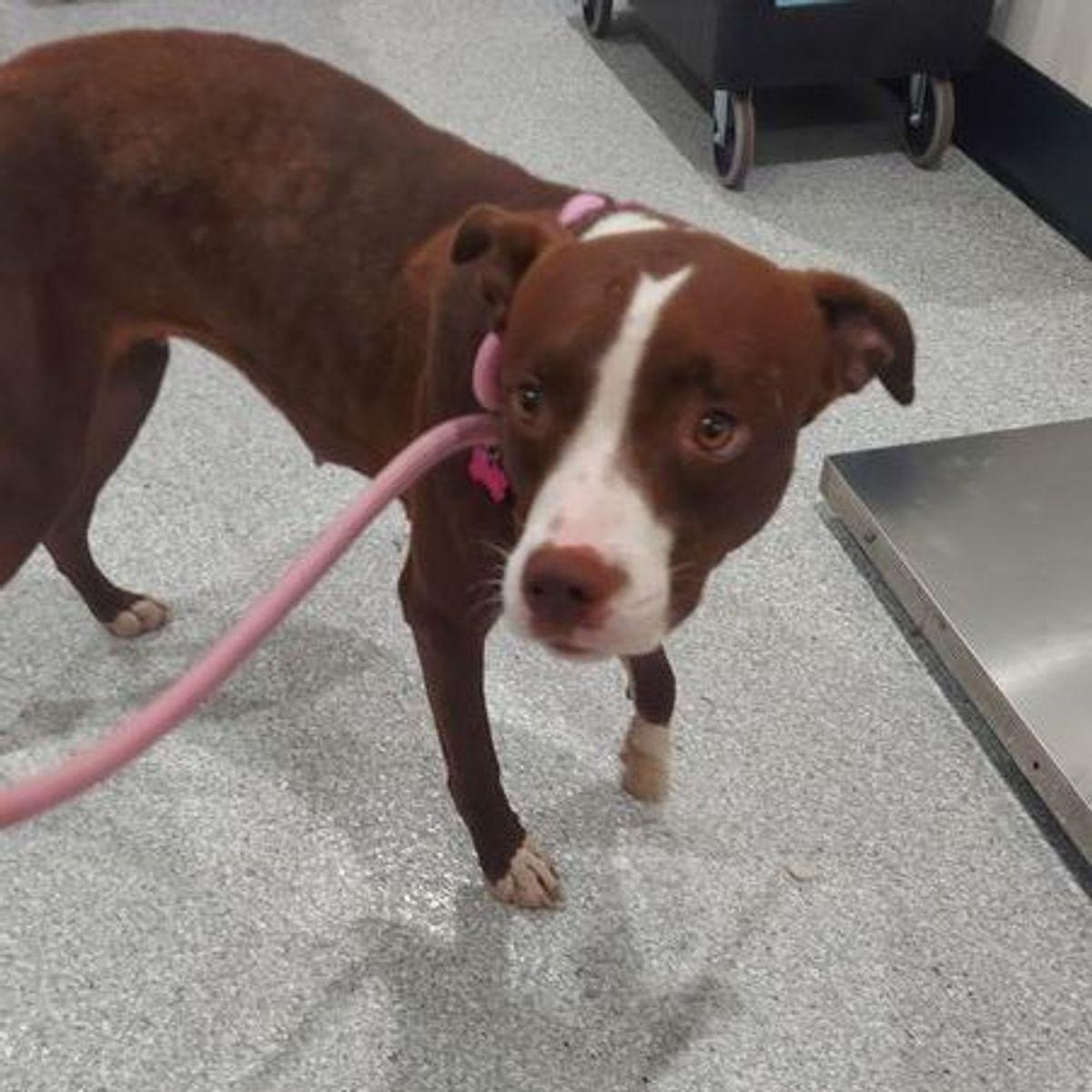 Enlarge Phoebe, a Adoptable Pit Bull Terrier in Lake Havasu City, AZ image 1/1
