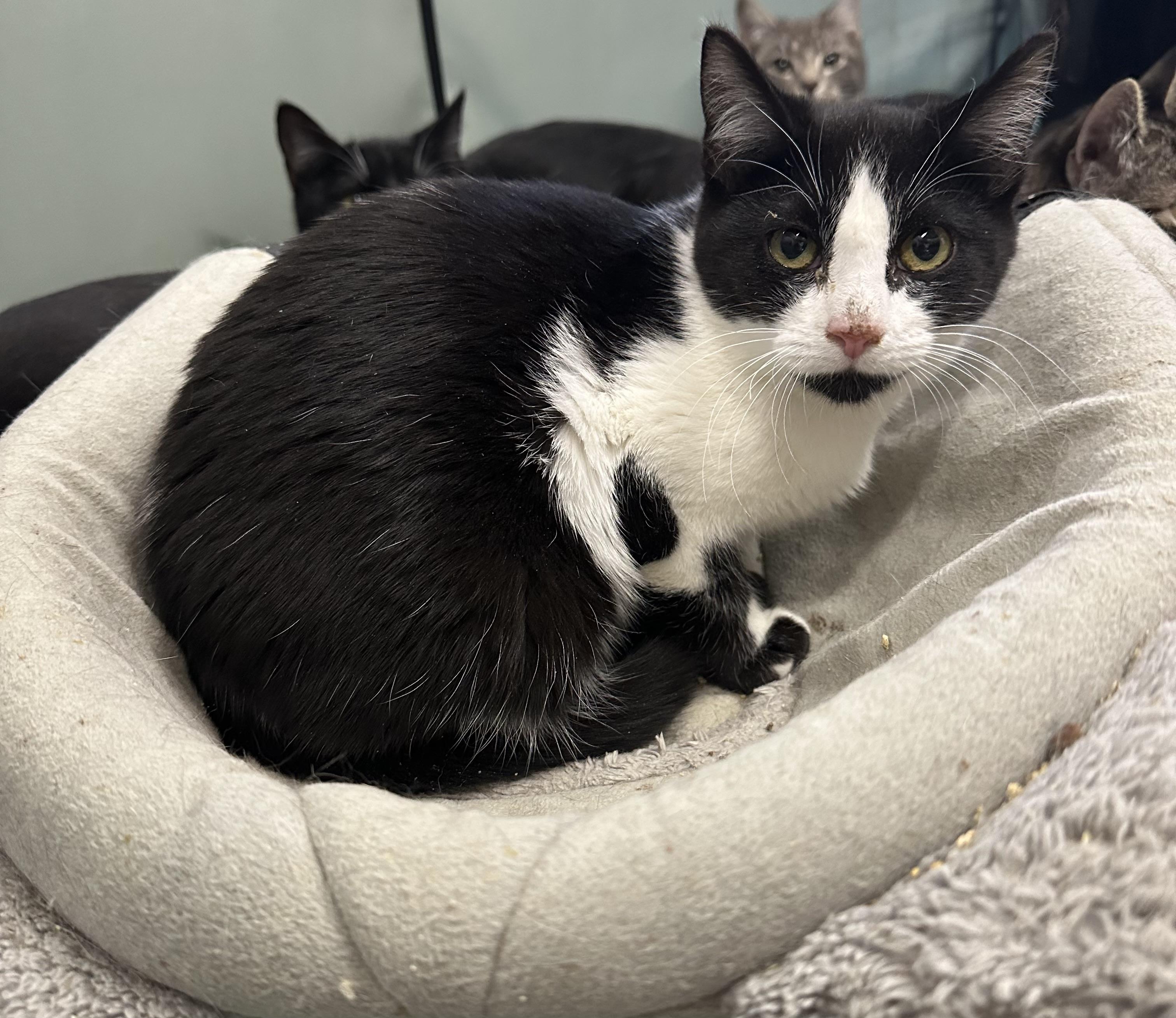 Minnie, ADOPTABLE, Kitten Female Domestic Short Hair.