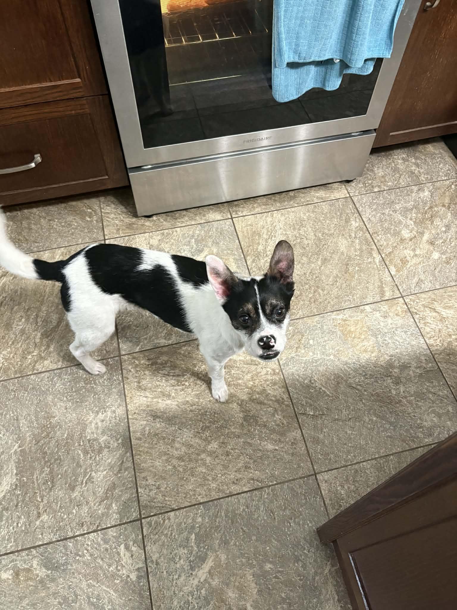 Enlarge Bennie, an adopted mixed breed in Winnipeg, MB image 3/4